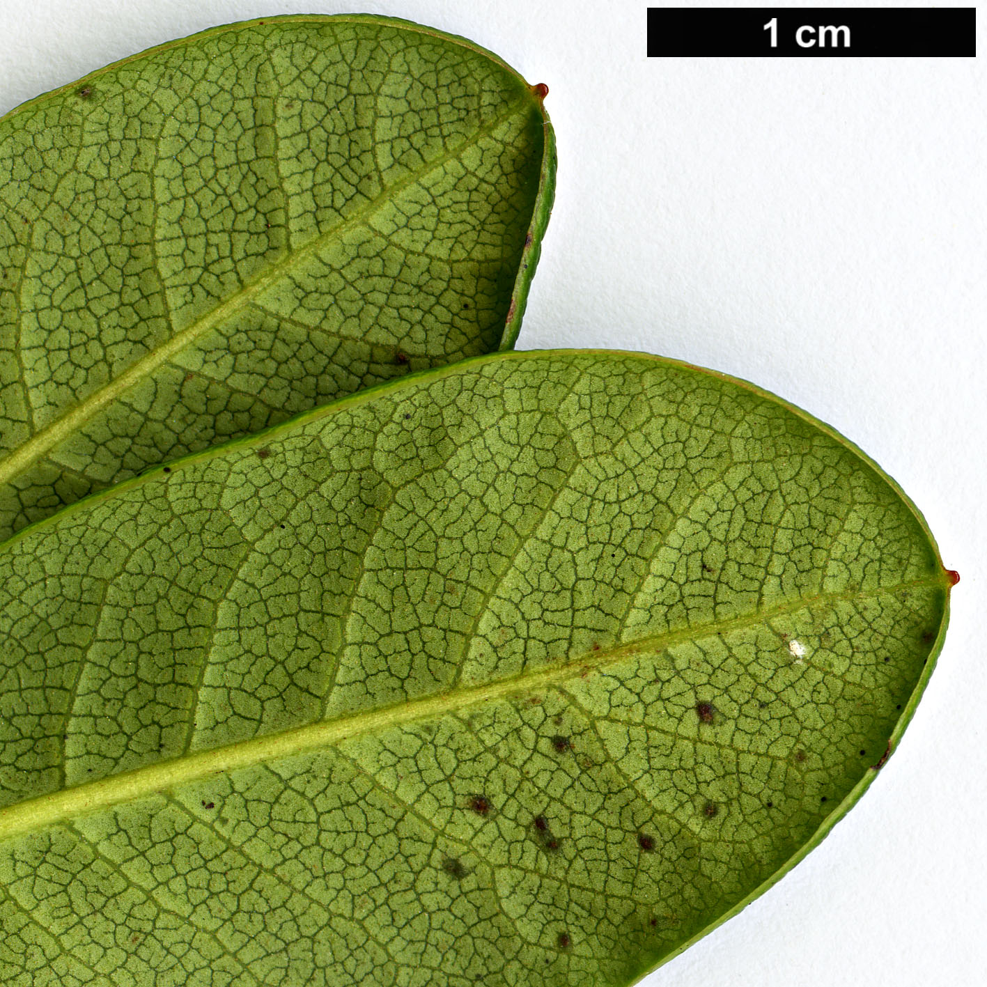 High resolution image: Family: Ericaceae - Genus: Rhododendron - Taxon: chamaethomsonii - SpeciesSub: var. chamaethauma